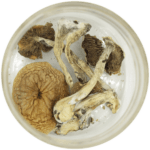 African Cubensis (Panaeolus africanus) | Shroom Gummies Canada