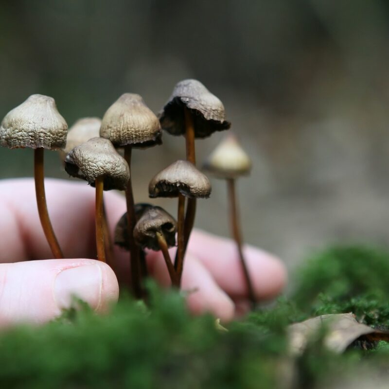 Guide to Magic Mushrooms | Shroom Gummies Canada