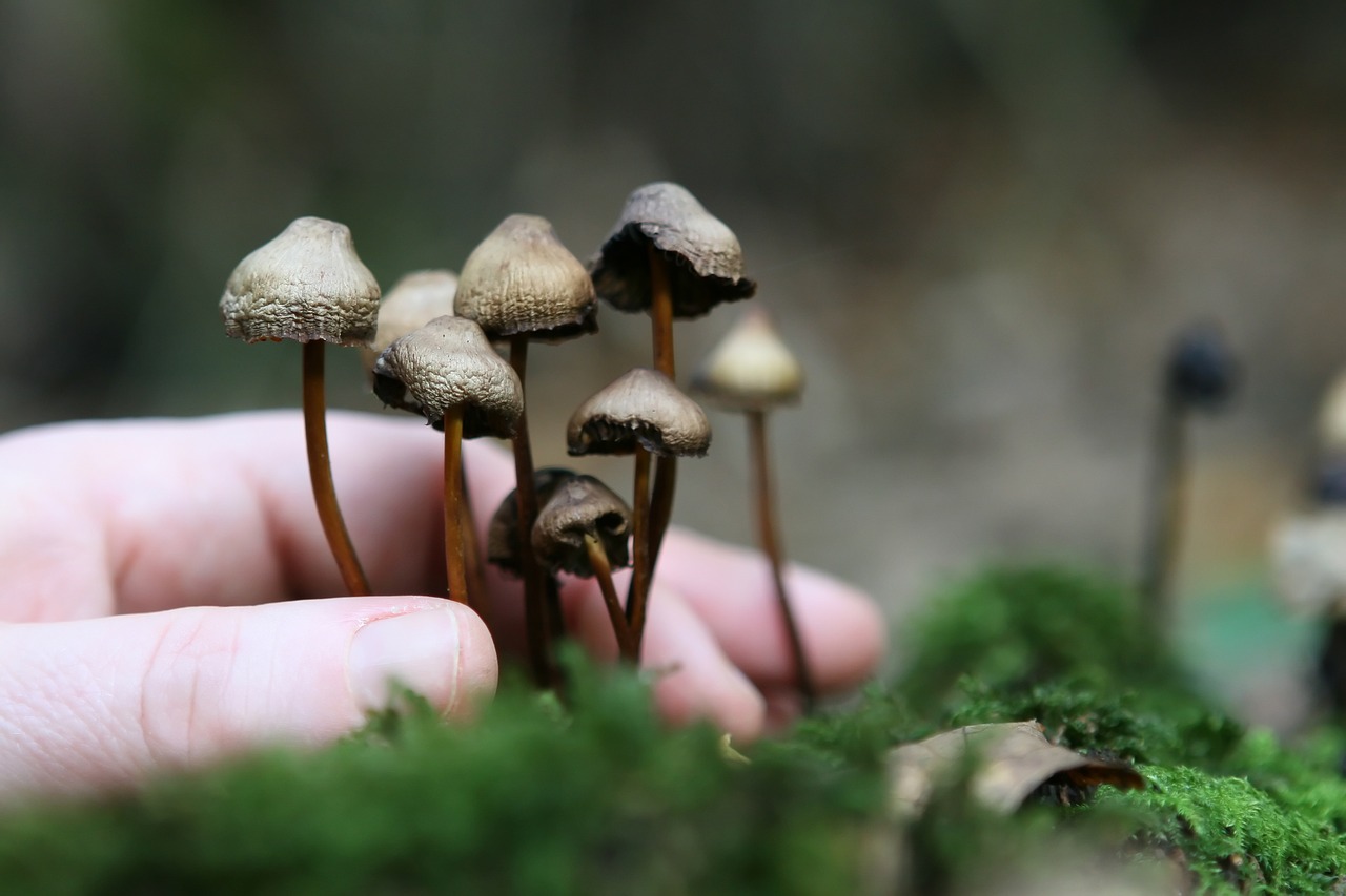The Substratum of Magic Mushroom Cultivation
