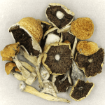 Penis Envy Cubensis | Shroom Gummies Canada