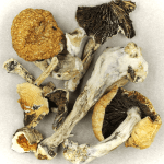 Thai Elephant | Shroom Gummies Canada
