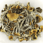 Daddy Long Legs | Shroom Gummies Canada