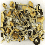 Puerto Rican | Shroom Gummies Canada