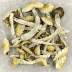 Blue Magnolia Rust | Shroom Gummies Canada