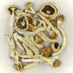 Texas Yellow Cap | Shroom Gummies Canada