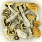 Vietnamese | Shroom Gummies Canada