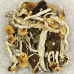 Cuban | Shroom Gummies Canada