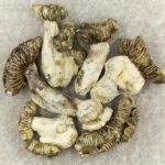 White Burma | Shroom Gummies Canada