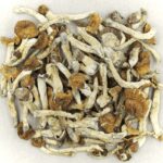 Florida White | Shroom Gummies Canada