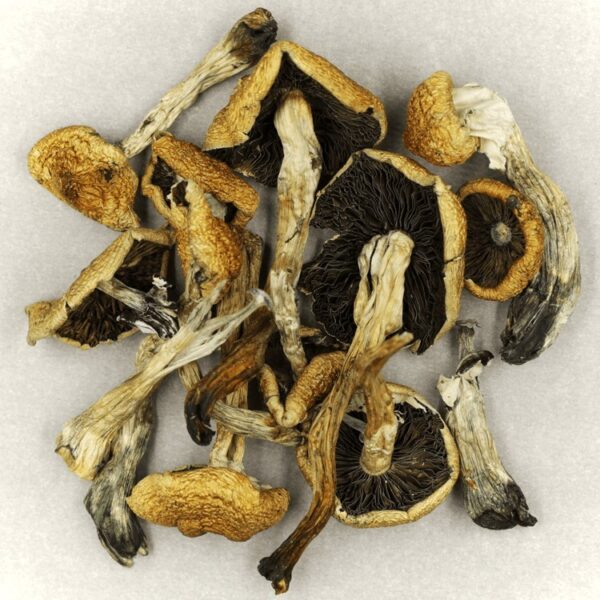 Malabar | Shroom Gummies Canada