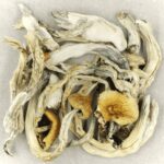 Treasure Coast | Shroom Gummies Canada