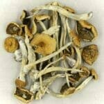 Mexicana | Shroom Gummies Canada