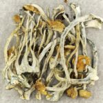 Amazonian Cubensis | Shroom Gummies Canada