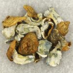 King Kong | Shroom Gummies Canada
