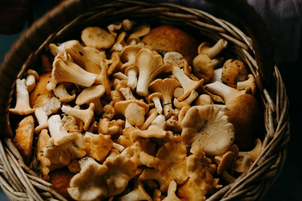 How to Store Shrooms Properly Buy shrooms online Shroom Gummies Canada