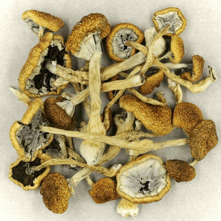 Mush Cambodian at Shroom Gummies Canada