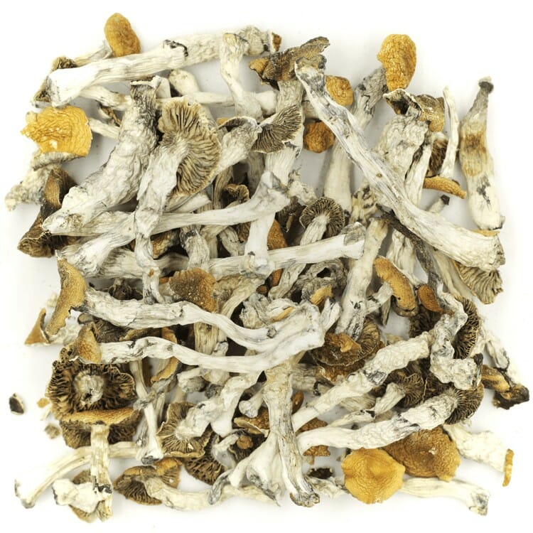 Mush Golden Teacher at Shroom Gummies Canada