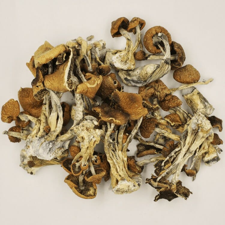A New Trend In Wellness Is Psilocybe Cubensis And Microdosing Psilocybe Cubensis at Shroom Gummies Canada