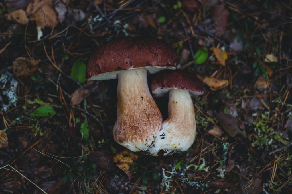 Amazonian Cubensis at Shroom Gummies Canada