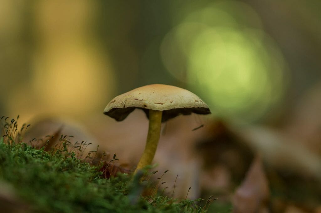 psilocybe cubensis at Shroom Gummies Canada