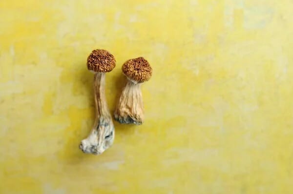 9 Essential Points to Know before Experimenting with Lemon Tek