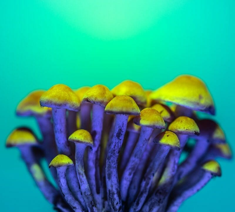 LSD Edibles | Shroom Gummies Canada