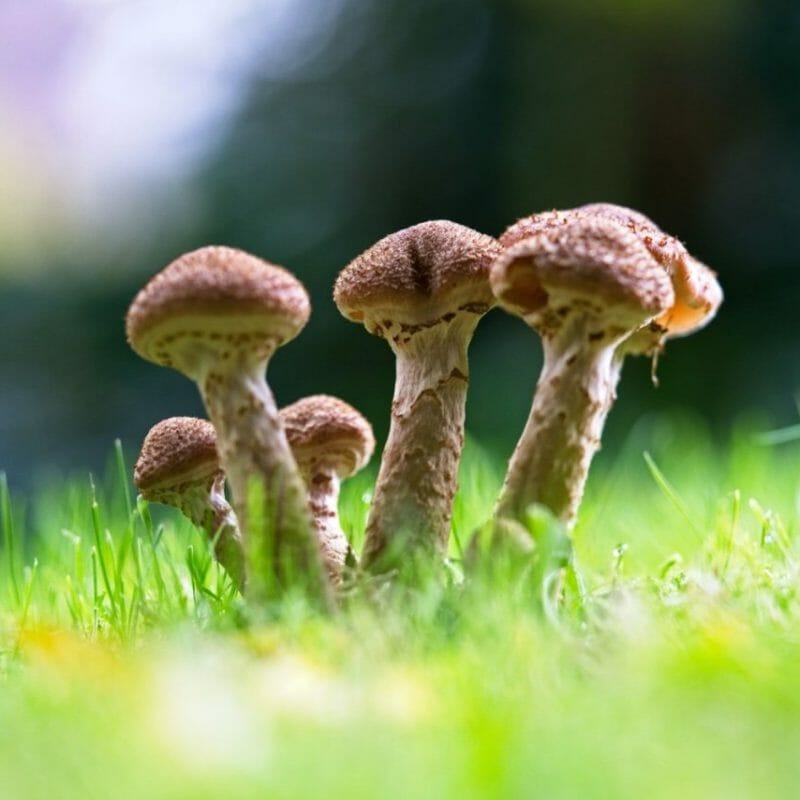 Mushroom Dispensary | Shroom Gummies Canada