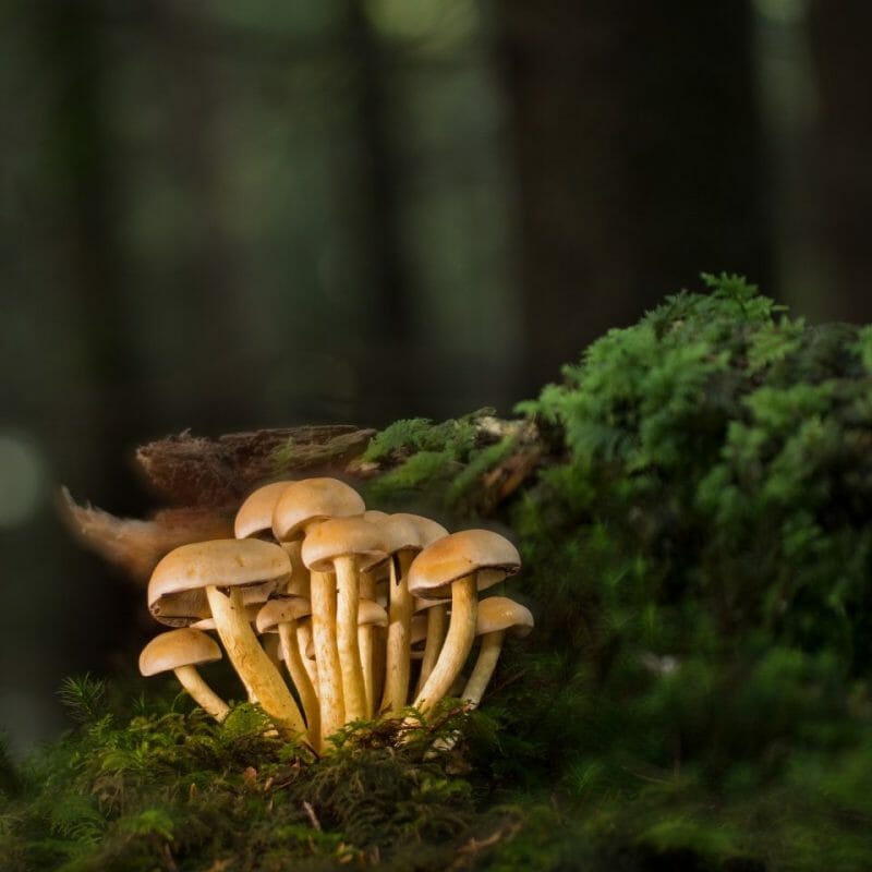 Strongest Mushroom Strains | Shroom Gummies Canada