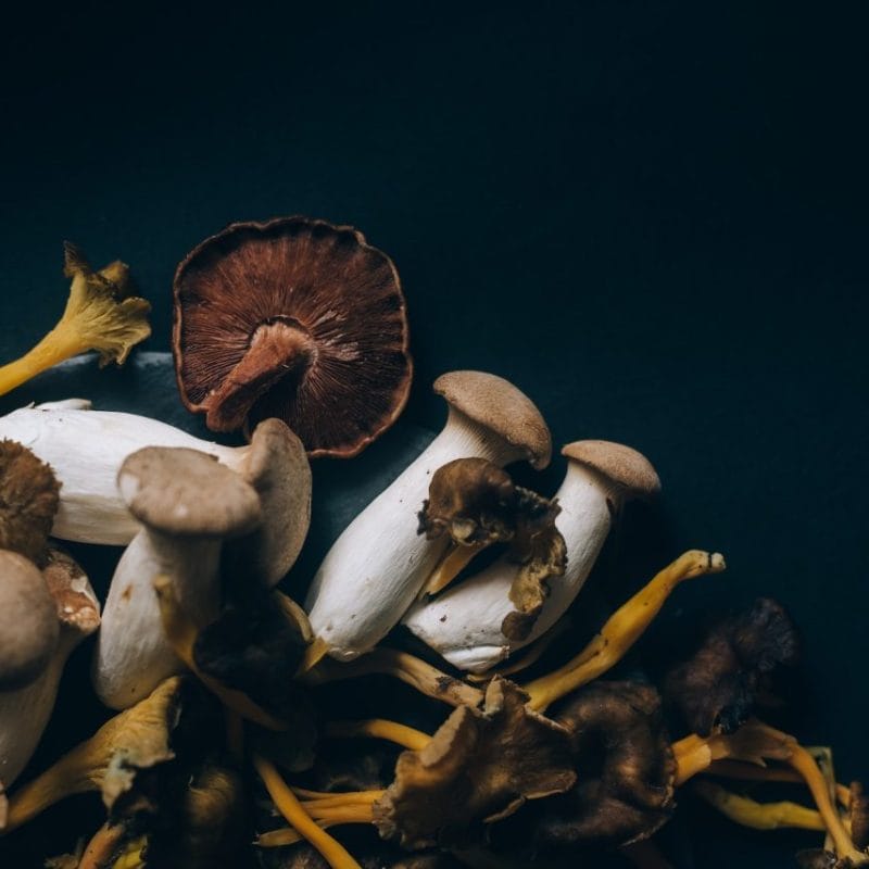 Dried Shrooms | Shroom Gummies Canada