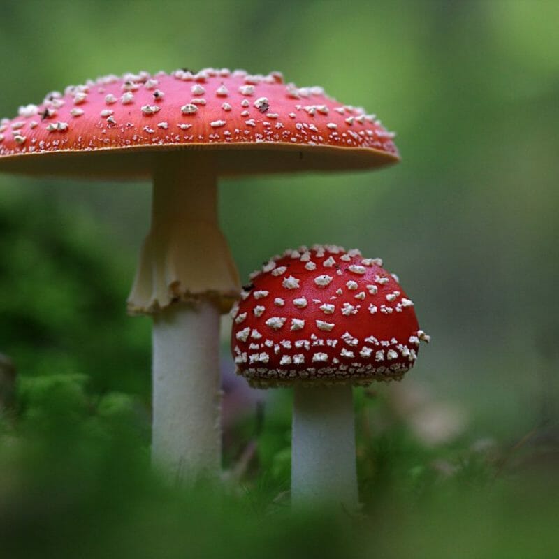 Magic Mushrooms Canada | Shroom Gummies Canada