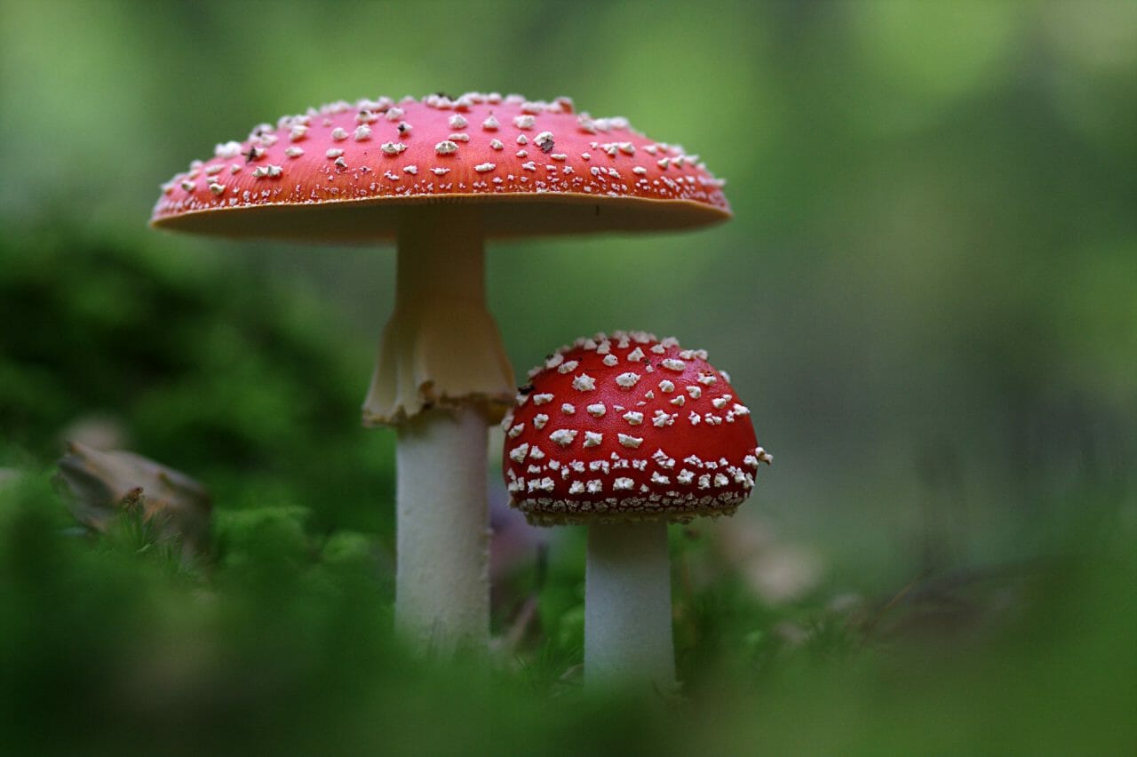 The Emergence of Magic Mushrooms in Canada: Premier Shrooms Worth Sampling