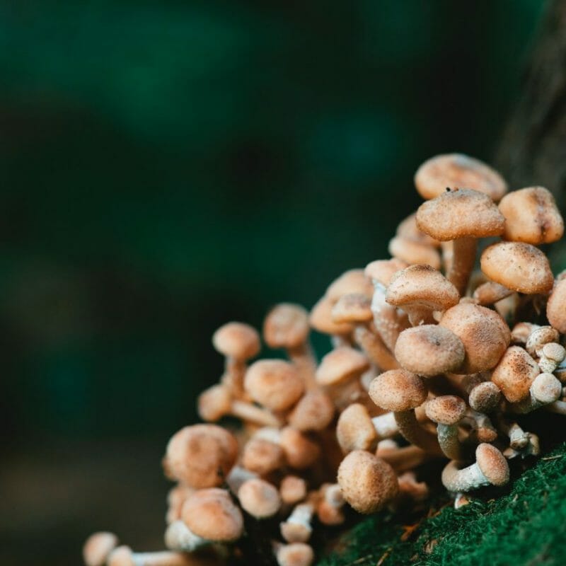 Mushroom Dispensary - Zoomies | Shroom Gummies Canada