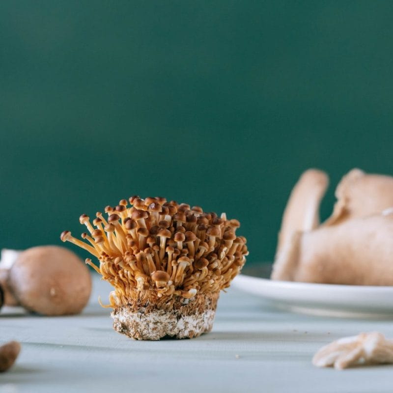 Buy Magic Mushroom | Shroom Gummies Canada