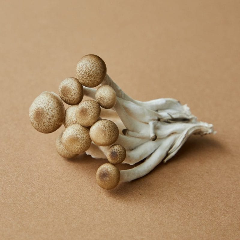 strongest mushroom strain | Shroom Gummies Canada