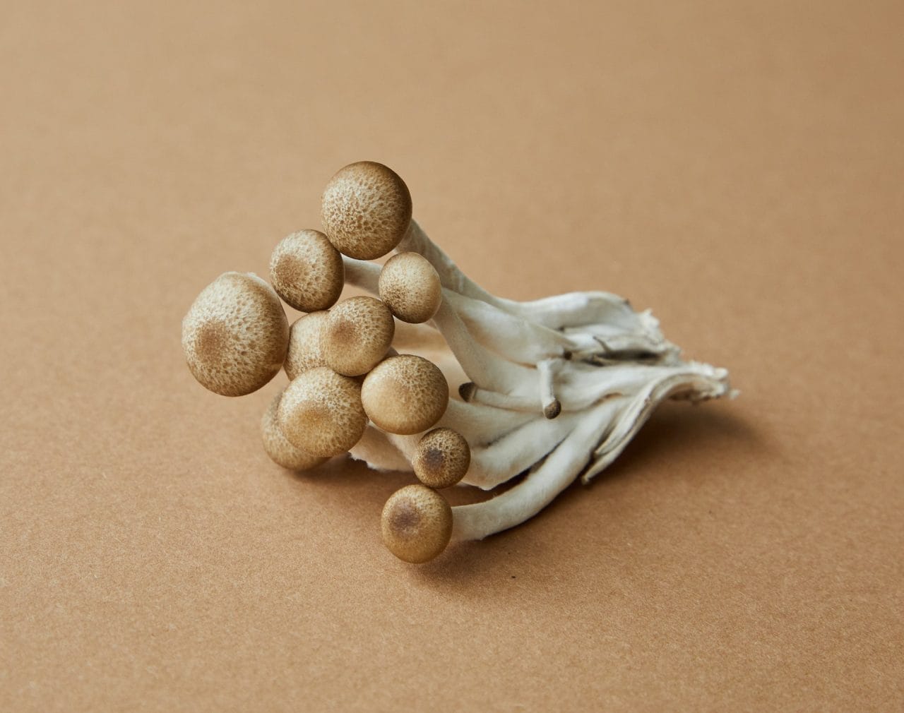 Delving Deeper into Penis Envy: Understanding the Potency of this Mushroom Strain
