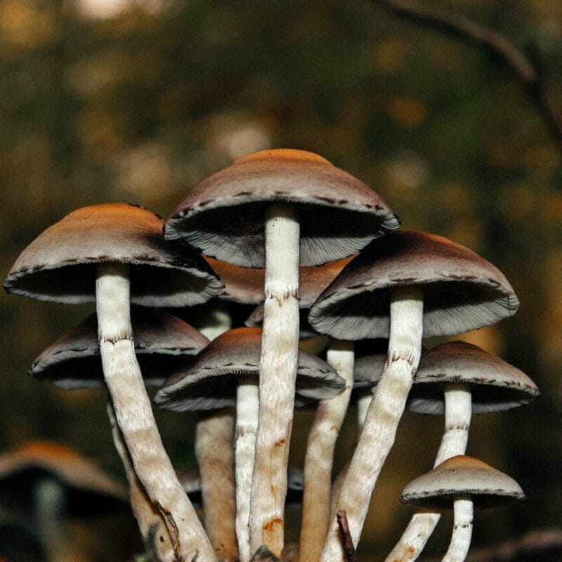 Microdose Mushrooms | Shroom Gummies Canada