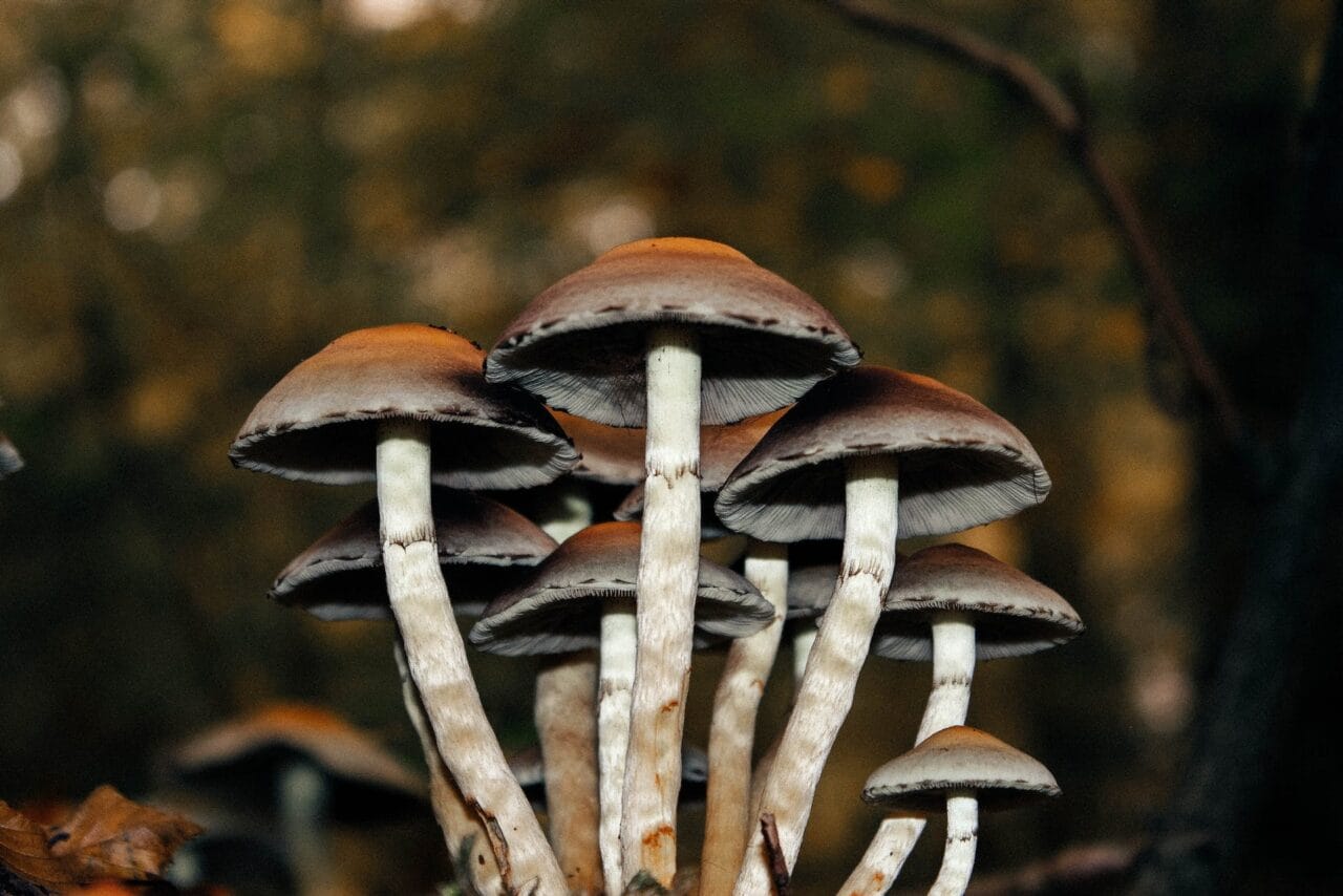 A Compilation of Cases Studying the Effects of Microdosed Mushrooms on Persistent Pain Alleviation