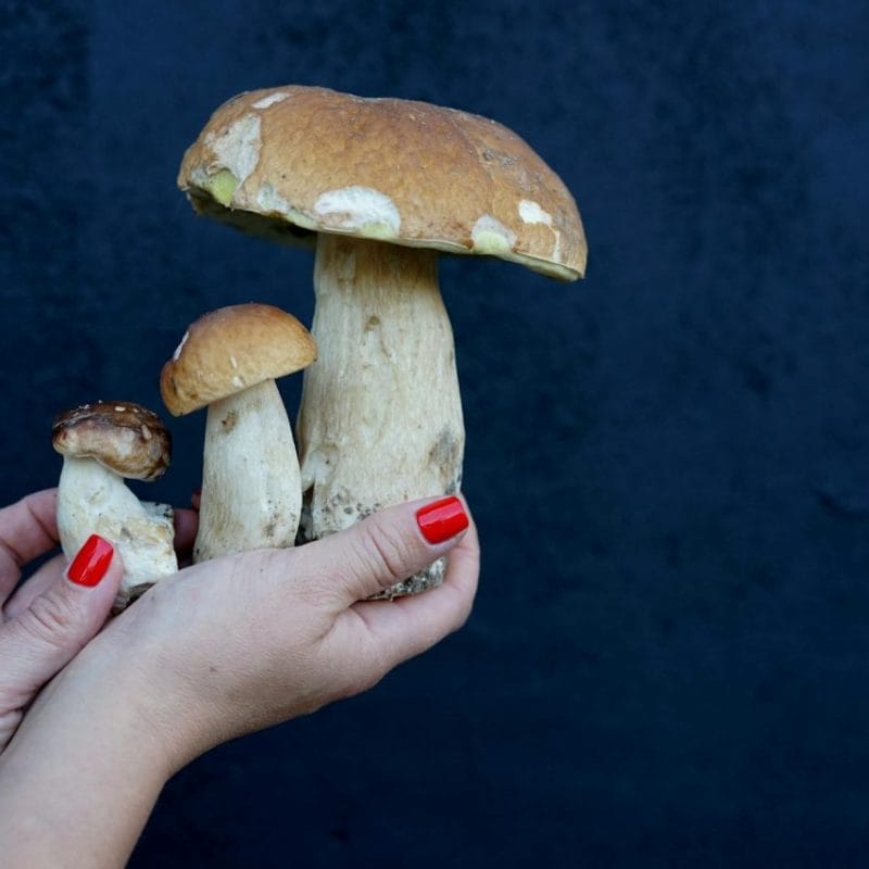 Shrooms Online | Shroom Gummies Canada