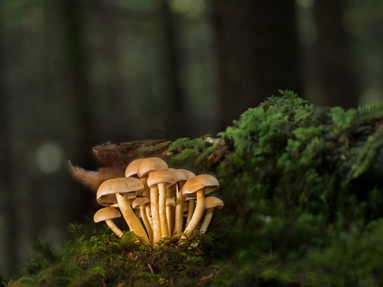Purchase Mushrooms Online and Explore the Most Exquisite Mushroom Varieties