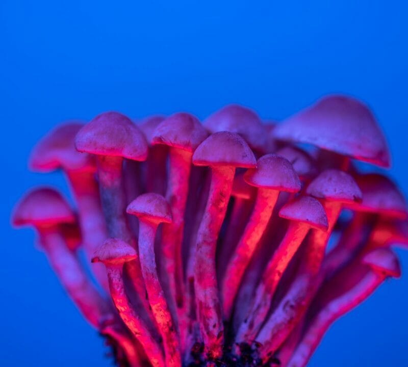 Shrooms Delivery in Canada | Shroom Gummies Canada