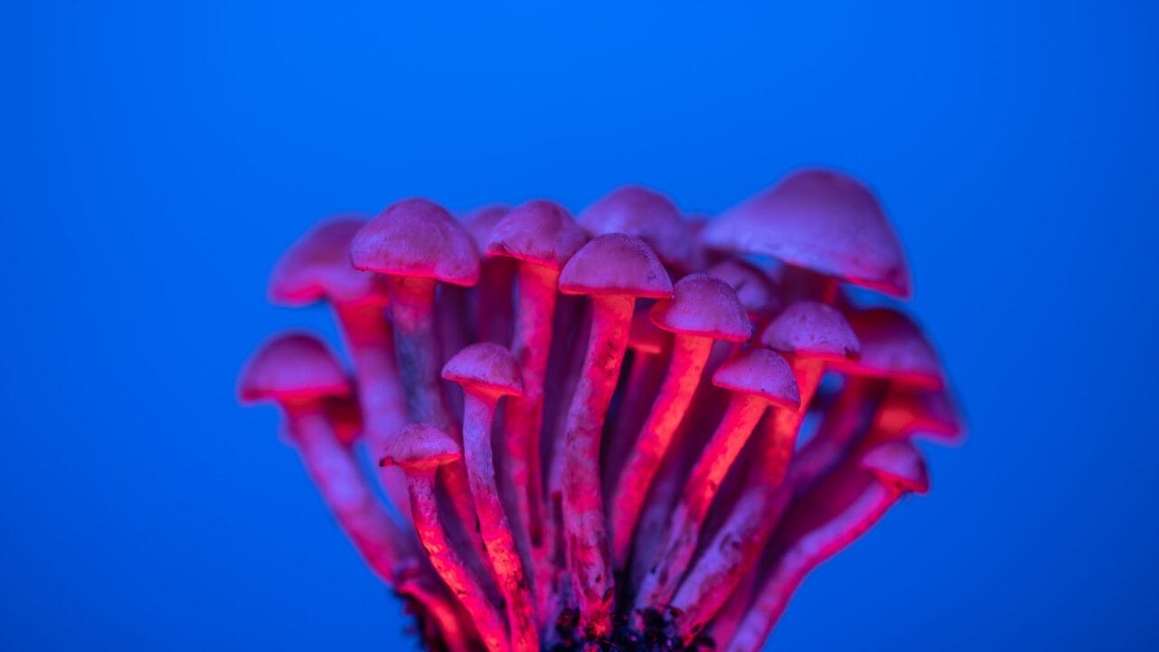 Delivery of Shrooms for Boosting Cognitive Abilities: An Examination of the Advantages of Nootropics