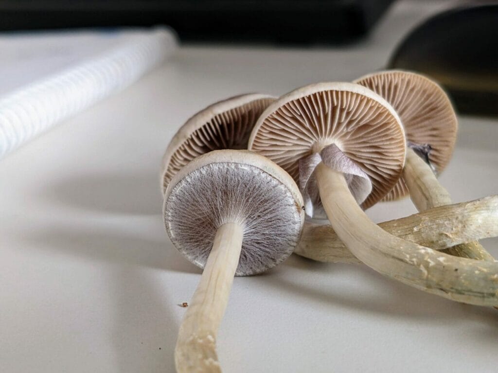 Magic Mushrooms at Shroom Gummies Canada