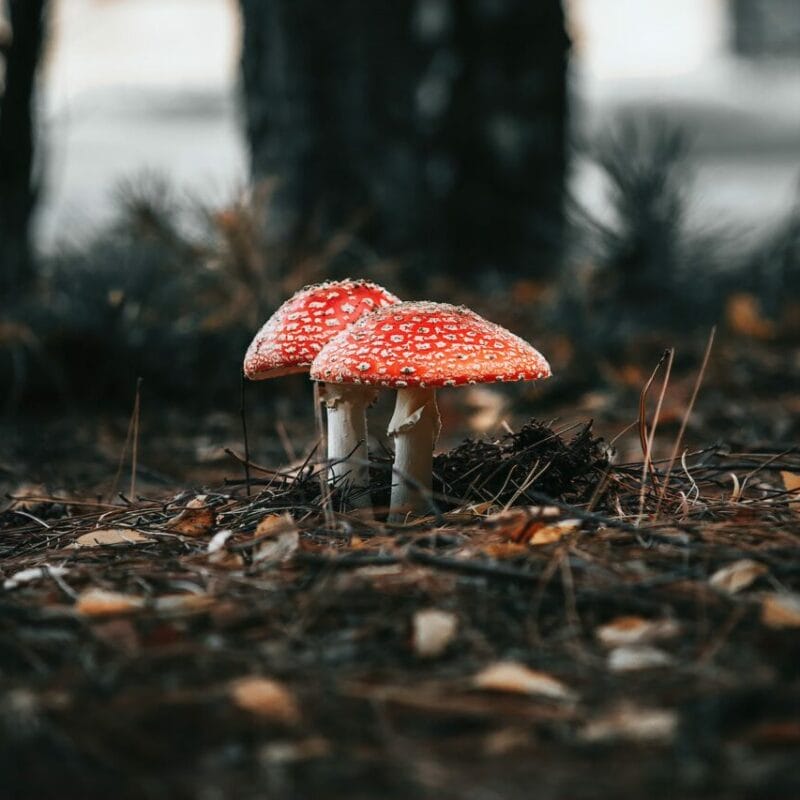 Shroom online delivery at Zoomies Canada | Shroom Gummies Canada
