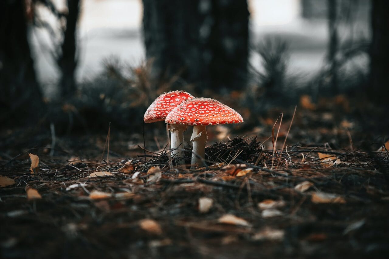 The Evolution of Psilocybin: Manufacturing, Investigation, and Prospective Trends