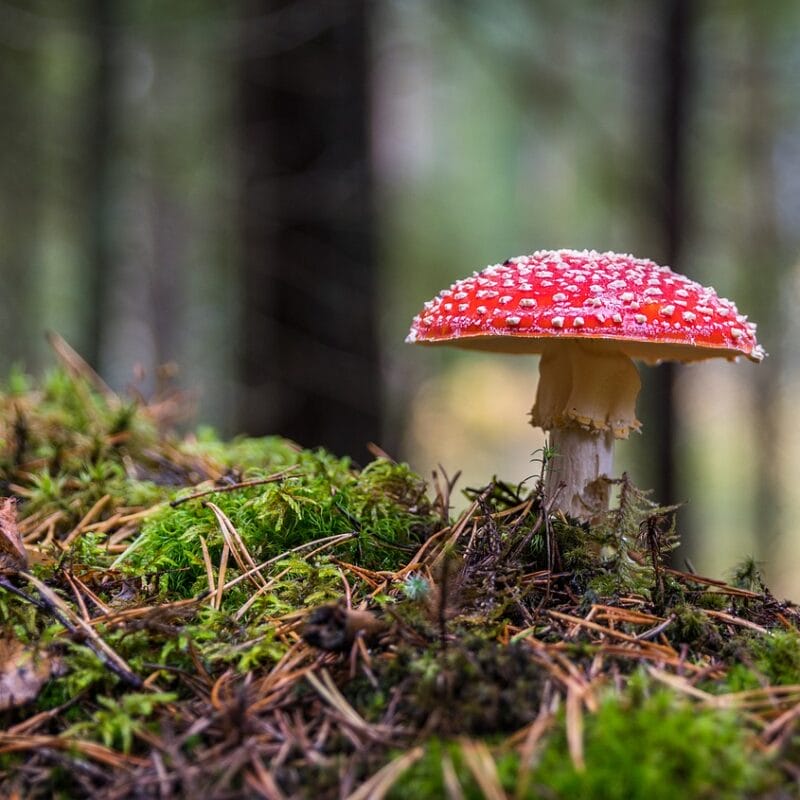 Shrooms Online in Canada | Shroom Gummies Canada