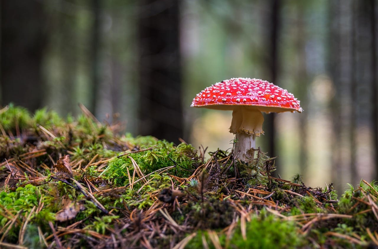 The Imperative Role of Psilocybin in Canada’s Healthcare System