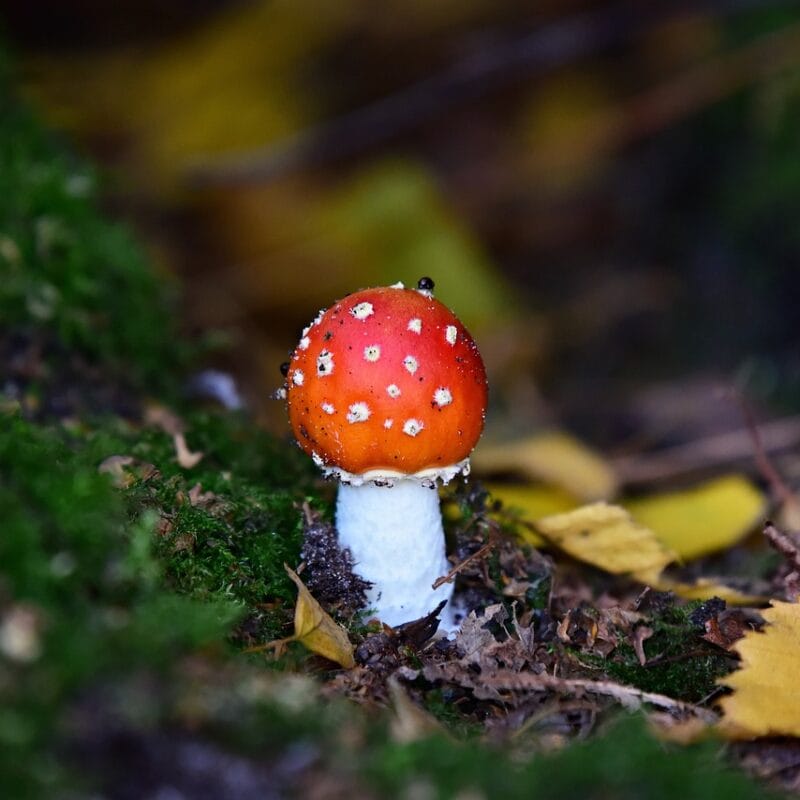 buy LSD online in Canada | Shroom Gummies Canada