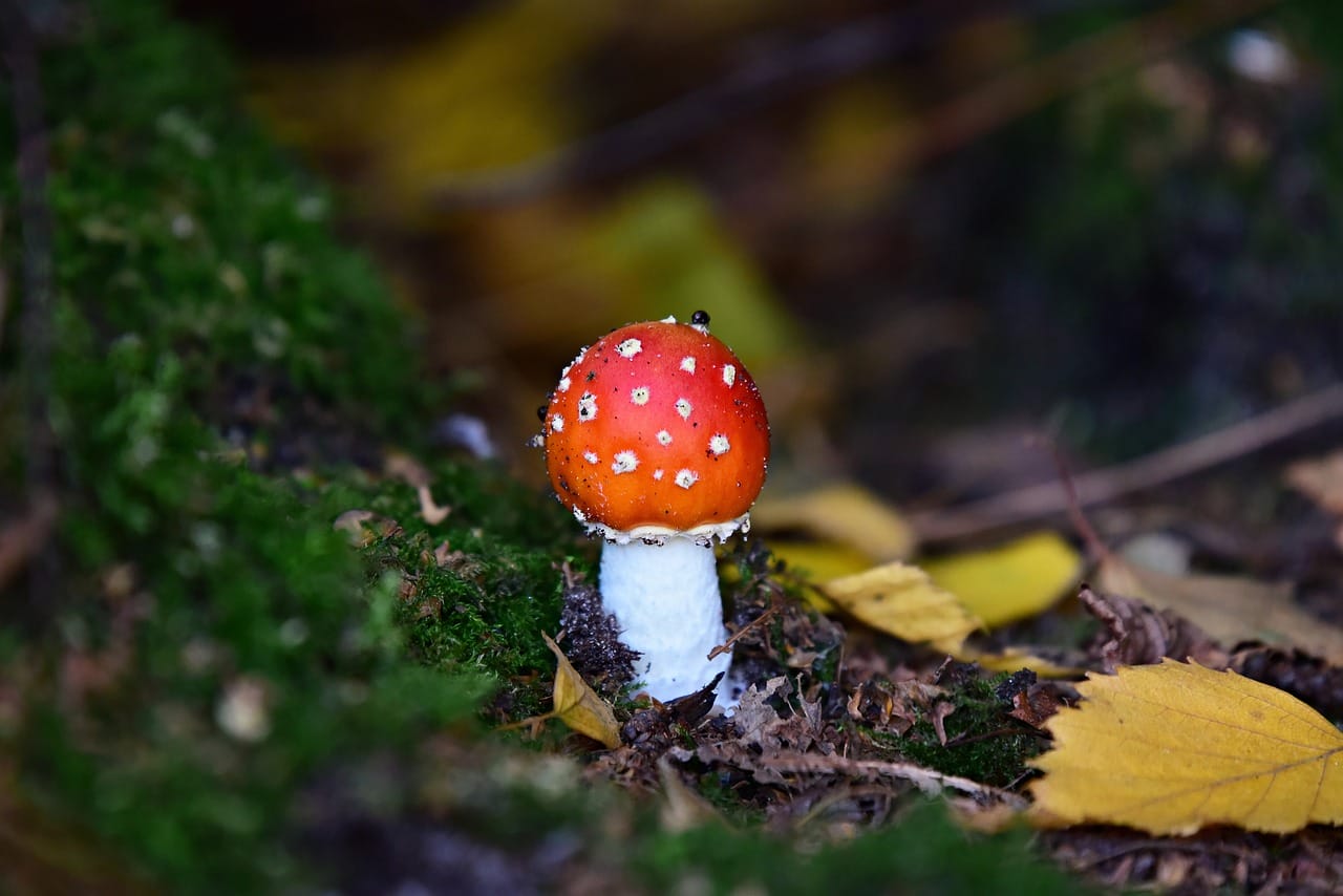 Can LSD Induce Happiness? Expert Opinions