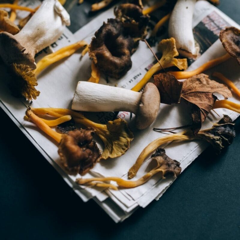 Mushroom chocolate at Zoomies Canada | Shroom Gummies Canada