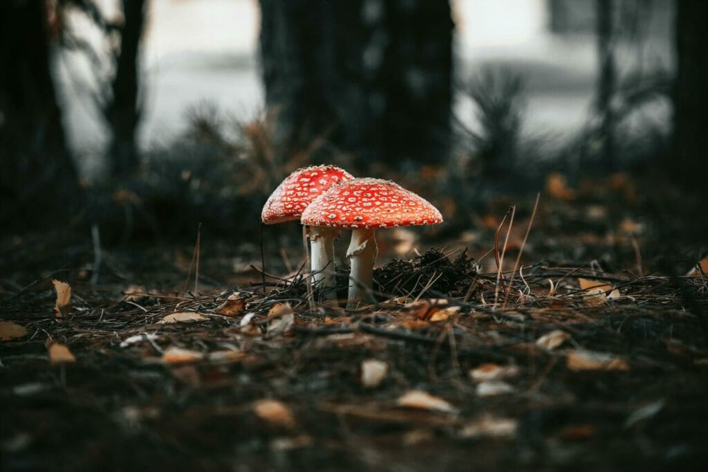 Magic Mushroom in Montreal Canada